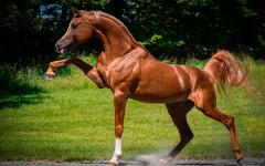 Самые красивые породы лошадей Какие есть лошади в мире